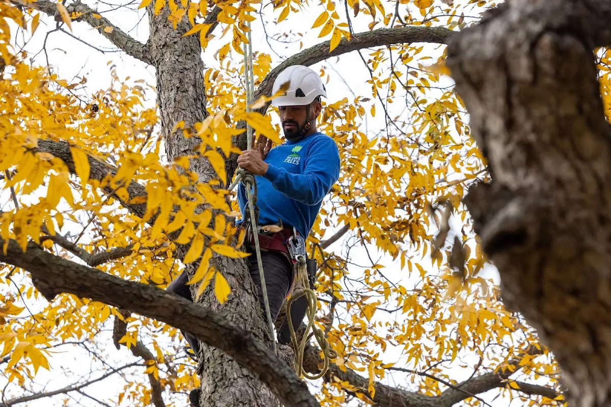 Skilled Tree Transplanting crew working in Elka Park